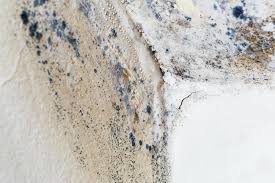 Best Mold Damage Restoration  in Eureka Springs, AR